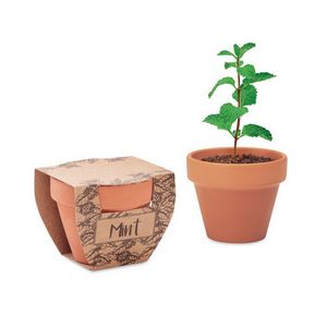 Sjemenke mente u terakotnoj posudi - mint pot