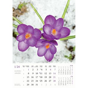 kalendar-color-cvijece-32795-ja2092_256797.jpg
