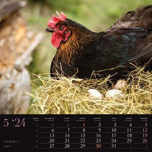 kalendar-color-seoska-idila--95923-ja000221_256759.jpg