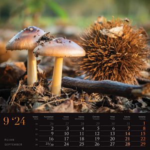 kalendar-color-seoska-idila--95923-ja000221_256763.jpg