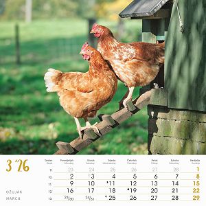 zidni-kalendar-seoska-idila-13-listova-33x40-cm-1057-ja000221_263660.jpg
