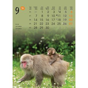 zidni-kalendar-zivotinje-13-listova-24x535-cm-50337-1131_263807.jpg