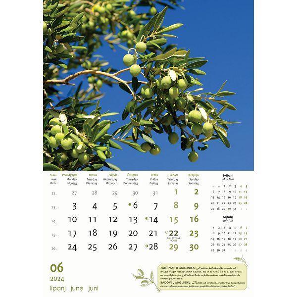 Kalendar color "Masline"