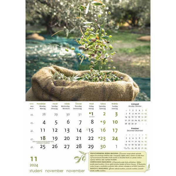 Kalendar color "Masline"